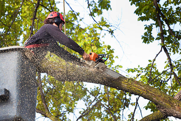 Best Tree Clearing Services  in Hudson, IL